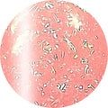 ageha Gel Opti Color #4-15 Berry Frappe [Jar]
